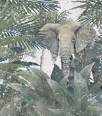 Amazon Elephant wallpaper