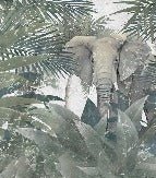 Amazon Elephant wallpaper