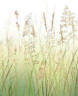 Gradient wheat field flower wallpaper