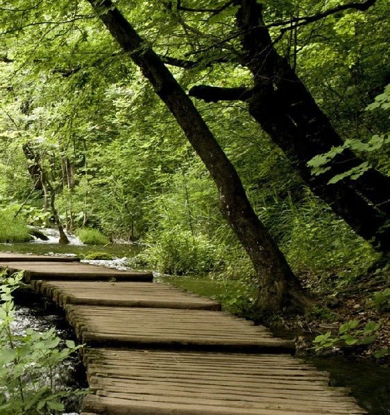 Bistro trompe l'oeil forest path wallpaper