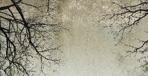 Papier peint Forêt Enchantée, XXL, tendance