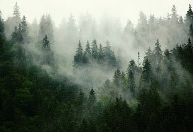 Papier peint forêt brumeuse verte, XXL, tendance