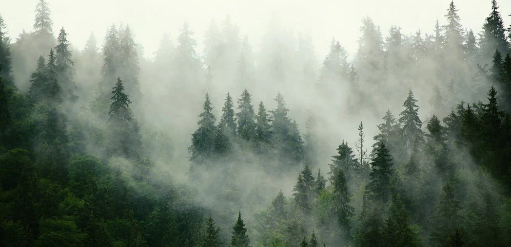 Papier peint forêt brumeuse verte, XXL, tendance