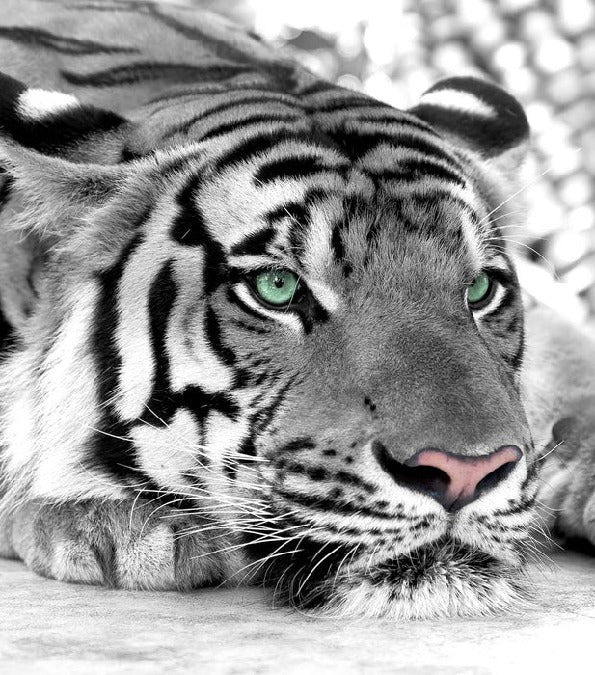 Papier peint Tigre Blanc Majestueux, XXL, tendance