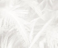 Subtle feather wallpaper
