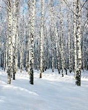 Birch Wood Forest wallpaper