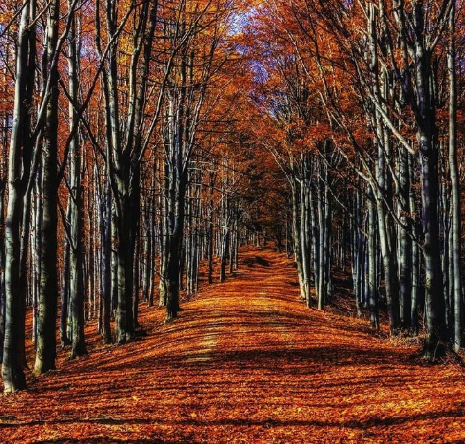 Autumn stroll panoramic wallpaper