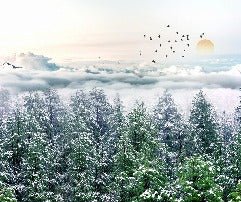 Panoramic non-woven wallpaper fir forest snow