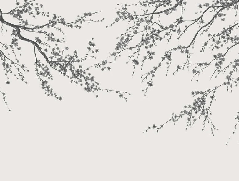 Sakura black and white panoramic flower wallpaper