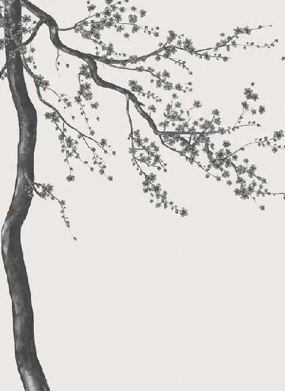 Sakura black and white panoramic flower wallpaper