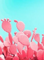 Pop cactus wallpaper