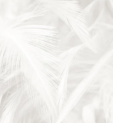 Subtle feather wallpaper