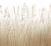 Wheat field flower wallpaper