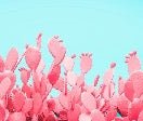 Pop cactus wallpaper