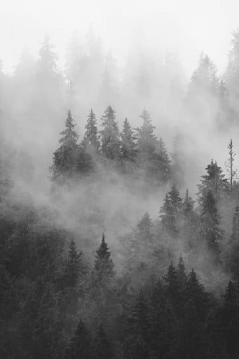 Black and white misty forest wallpaper