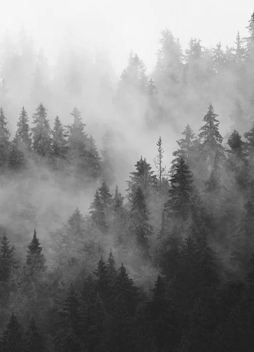 Black and white misty forest wallpaper