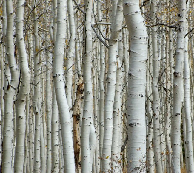 Birch forest wallpaper