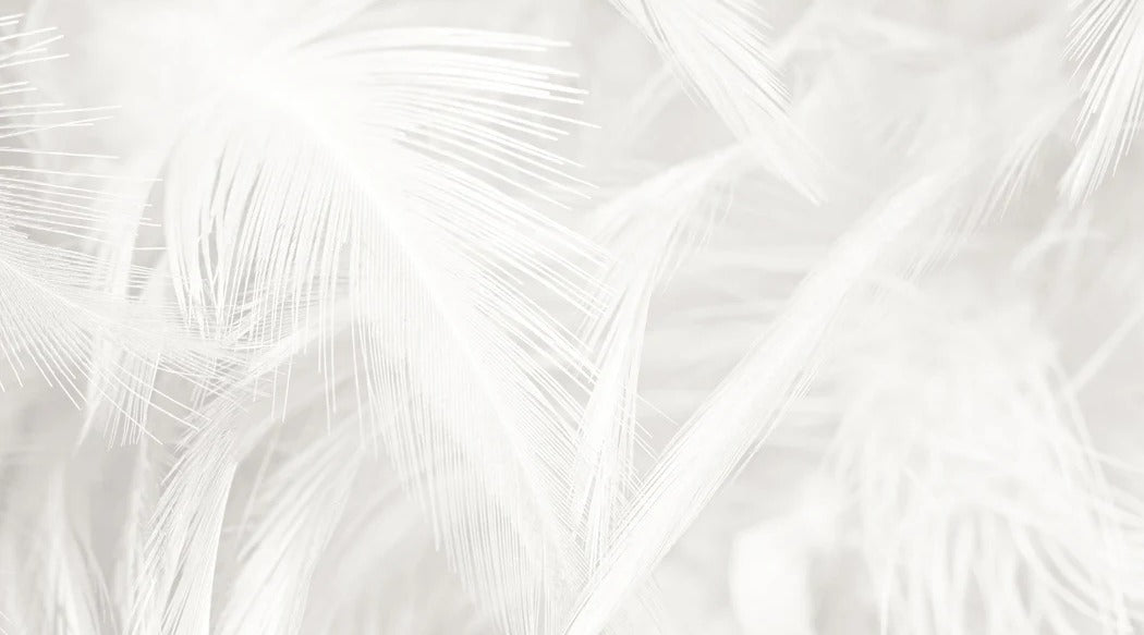 Subtle feather wallpaper