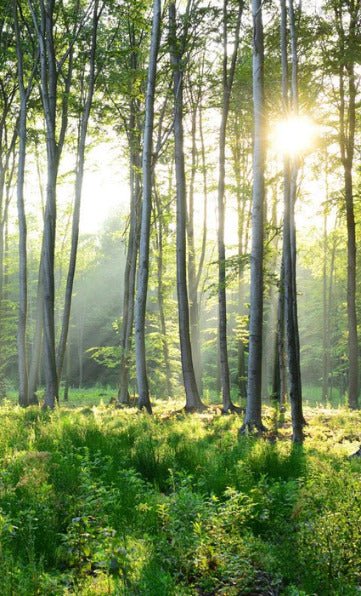 Panoramic pine forest wallpaper