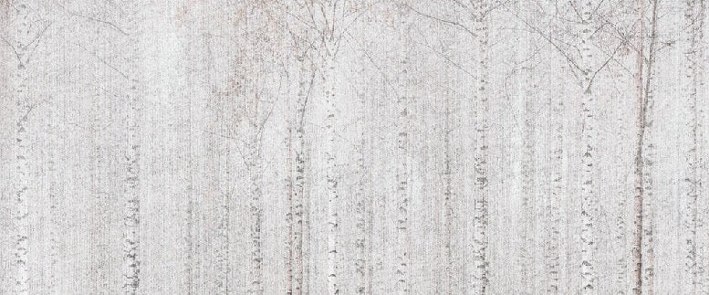 Enveloping birch forest wallpaper
