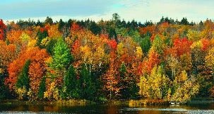 Autumnal forest panoramic wallpaper
