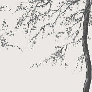 Black and white Sakura flower panoramic wallpaper