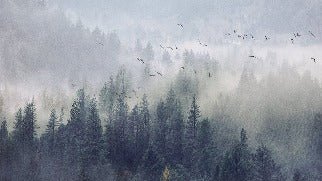 Papier peint Forêt de Chine, XXL, tendance