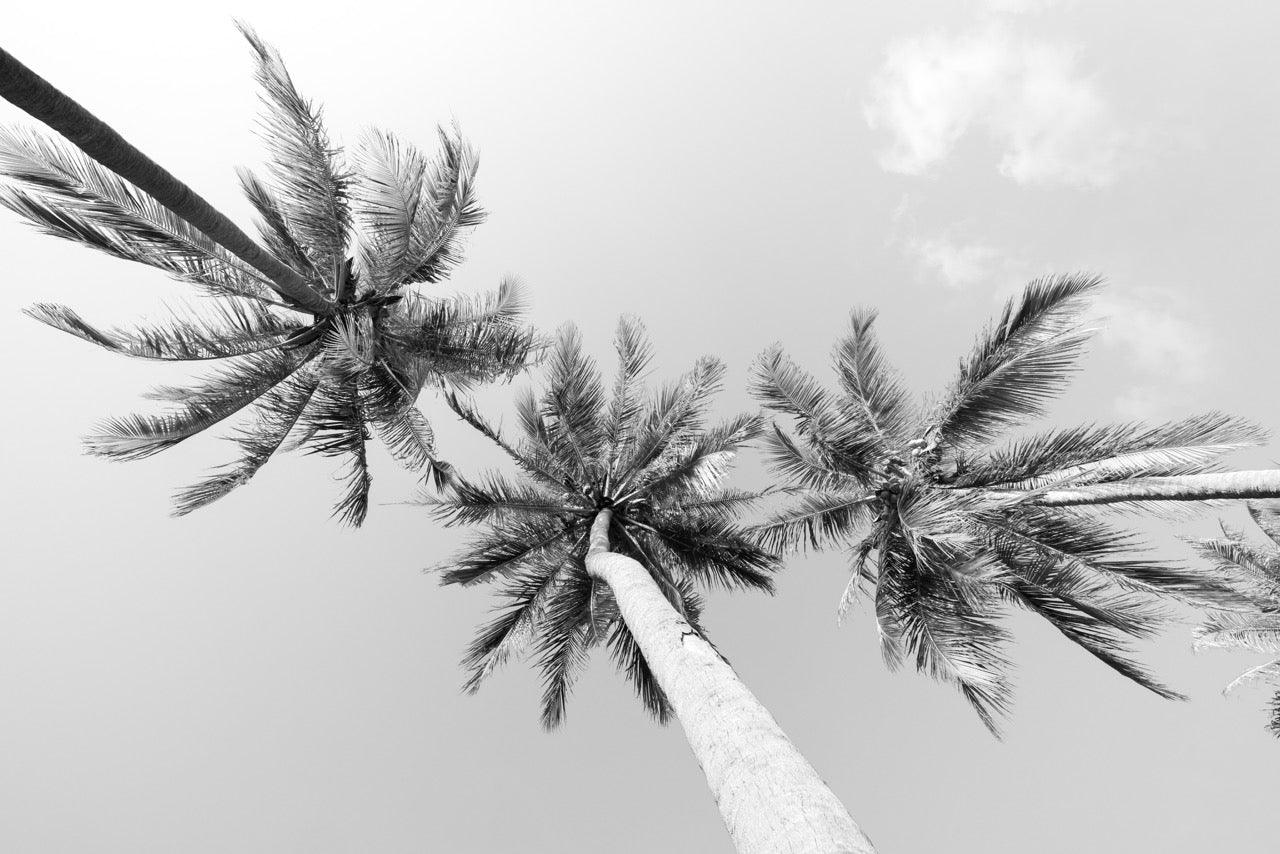Papier peint photo palmier noir et blanc - Artiste photographe - Muralconcept