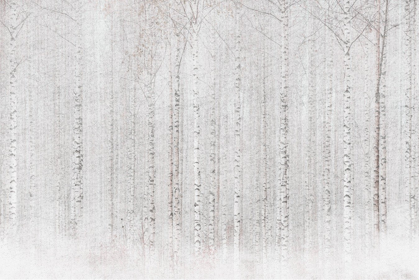 Papier peint forêt de bouleaux enveloppante, mural concept, tendance