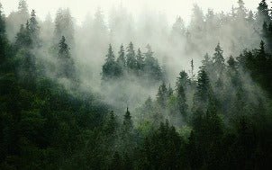 Green misty forest wallpaper