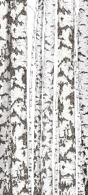 Black and white birch wallpaper