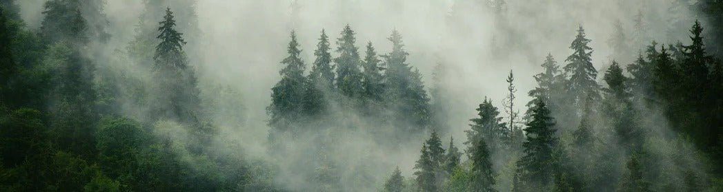 Green misty forest wallpaper