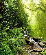 Cascade & Forest Wallpaper