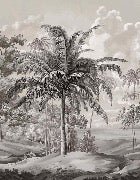 Black and white Sulawesi landscape wallpaper