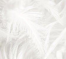 Subtle feather wallpaper