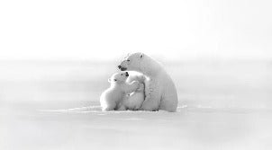 Panoramic wallpaper - Arctic Horizon