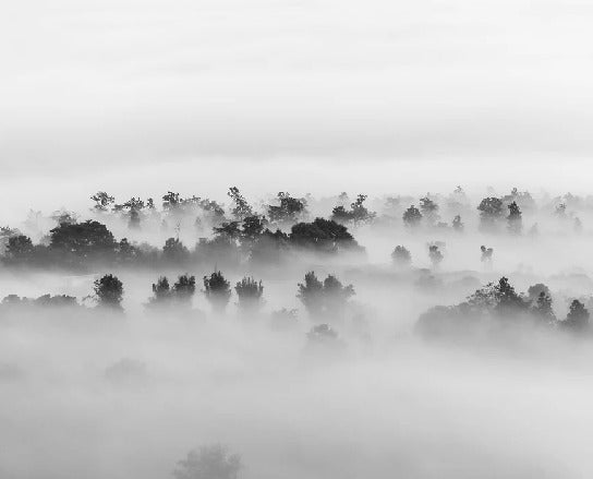 Misty wood wallpaper