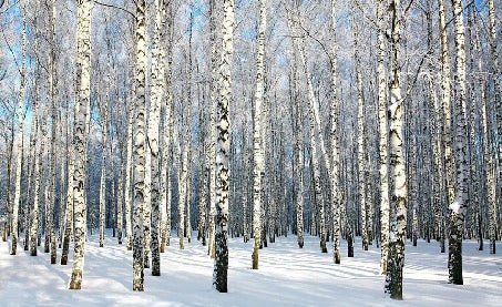 Birch Wood Forest wallpaper