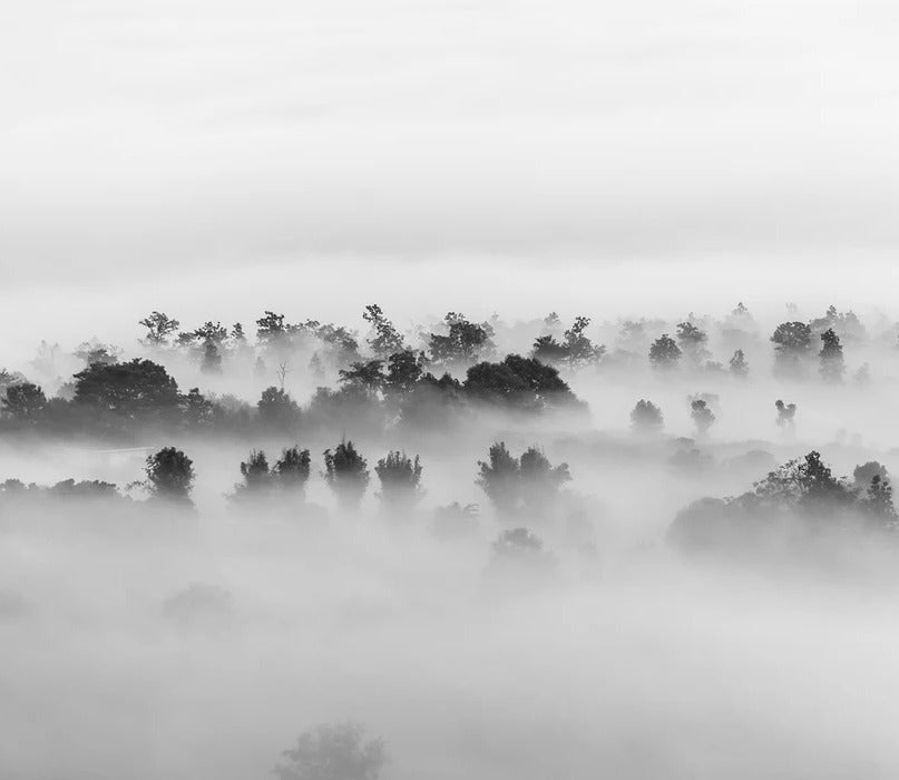 Misty wood wallpaper