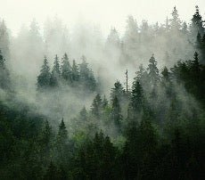 Green misty forest wallpaper