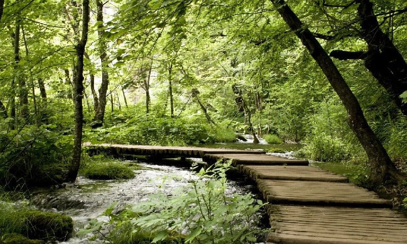 Bistro trompe l'oeil forest path wallpaper