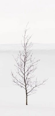 Purity Tree Wallpaper