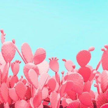 Pop cactus wallpaper