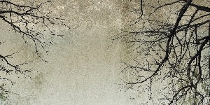 Enchanted Forest wallpaper