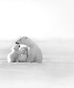 Panoramic wallpaper - Arctic Horizon