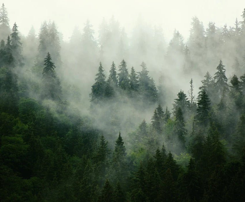 Green misty forest wallpaper