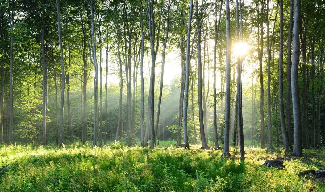 Panoramic pine forest wallpaper