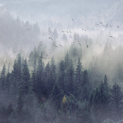 Papier peint Forêt de Chine, XXL, tendance