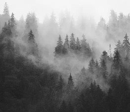 Papier peint forêt brumeuse noir et blanc, XXL, tendance