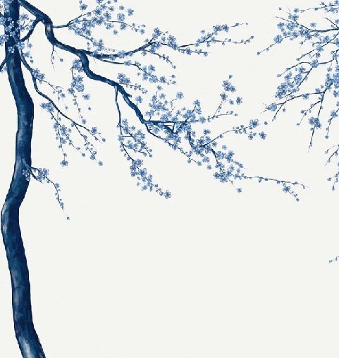 Sakura white panoramic flower wallpaper